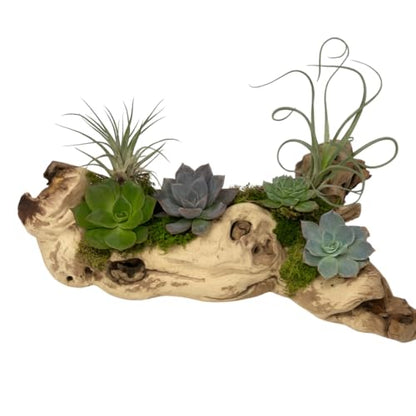 Koyal Wholesale 12" Sandblasted Grapevine Wood for Hamsters, Reptiles Terrarium, Exotic Untreated Grapewood Branch for Decoration Home Wedding DIY - size: 12" Grapevine