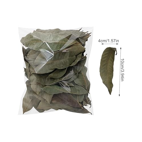 Longan Leaf Litter - Natural Pet Habitat Leaves Pack 50 Pieces, Soft Turtle Leaf Bedding Design | Clean Aquarium Foliage Cover for Frogs Fish Snakes Shrimp Lizards Tortoises Home Use