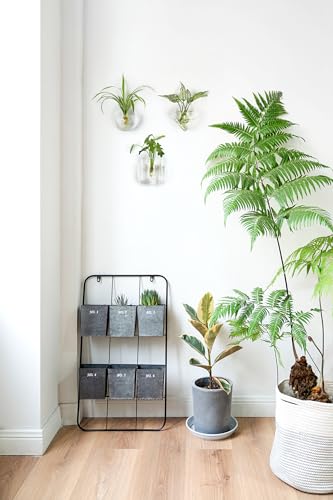 Mkono Wall Propagation Planters Hanging Glass Plant Vase Holder, 3 Pack | Three Shapes Terrariums Station,for Indoor Hydroponic Plants Flowers,Easy to Install,Home Bathroom Decor, Plant Lover Gift