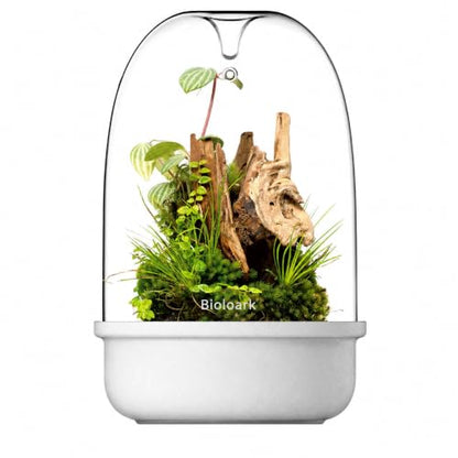 Bioloark Desktop Glass Plant Terrarium & Magnetic Plant Light Series, Moss Terrarium Containers with Ceramic Base, LED Terrarium Lights for Moss, Small Plant Displays (MQ-150 White(6.5" x 9.3")) - color: MQ-150 White(6.5" x 9.3")