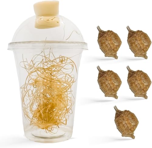 Praying Mantis Ootheca Egg Case with Hatching Habitat Cup (Five Egg Case) - Beneficial for Stem Education and Gardening, Egg Case Produces Approximately up to 400 Baby Nymphs (T Sinensis) - size: Pack of 5
