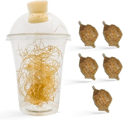 Praying Mantis Ootheca Egg Case with Hatching Habitat Cup (Five Egg Case) - Beneficial for Stem Education and Gardening, Egg Case Produces Approximately up to 400 Baby Nymphs (T Sinensis) - size: Pack of 5