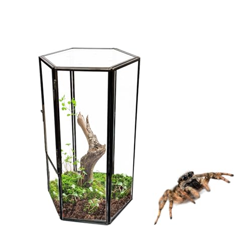 Jumping Spider Accessories, Glass Front Opening Terrarium with Metal Frame and Vent Holes, Insect Habitat Enclosure for Jumping Spiders, Black Widows, Praying Mantis