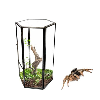 Jumping Spider Accessories, Glass Front Opening Terrarium with Metal Frame and Vent Holes, Insect Habitat Enclosure for Jumping Spiders, Black Widows, Praying Mantis