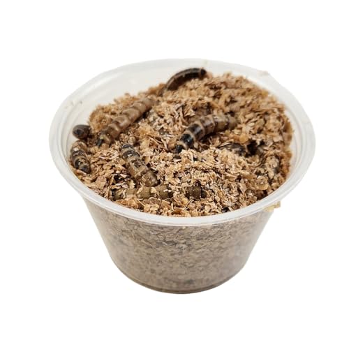 Josh's Frogs Superworms (25 Count) - size: 1 Count (Pack of 25)