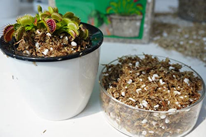 Carnivorous Plant Soil Mix 2 Qts, Include Perlite and Sphagnum Moss Debris, Great Potting Soil for Venus Fly Traps, Pitcher Plants, Sundews - size: 2 Quarts