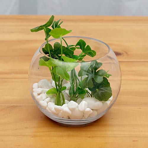 WGV Bowl Glass Vase Bulk, Diameter 8", Height 6", Open Width 5", (Multiple Sizes Choices) Clear Bubble Planter Terrarium Fish Bowl for Wedding Event Home Decor, 6 Pieces (VBW0008A) - size: 8"D 1 Case
