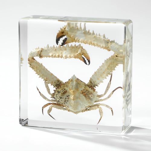 Taxidermy Octopus Turtle Crab, Real Oceans Animals Specimens in Resin Preserved, Clear for Closer-Look & Study, Science Educational Classroom Specimen, for Ornament Decor and Gift (3.0x3.0x0.8-inch) - size: Medium 3pcs