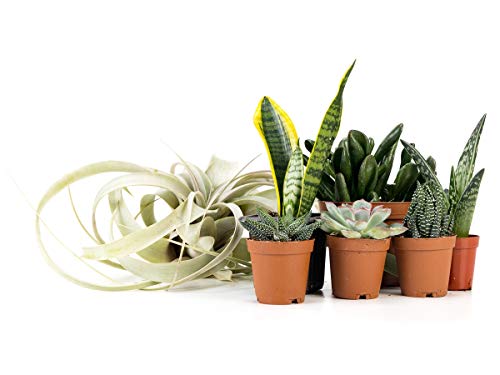 Josh's Frogs Desert Plant Kits for Arid Bioactive Terrariums (Medium) - size: Medium