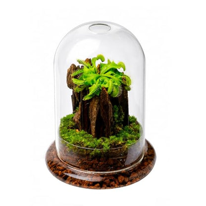 NCYP Glass Dome Cloche with Base and Air Hole - 5.9 x 5.9 x 8.2 Inches Indoor Tabletop Display Terrarium for Venus Flytrap - Home Modern Decoration, Clear (No Plants)