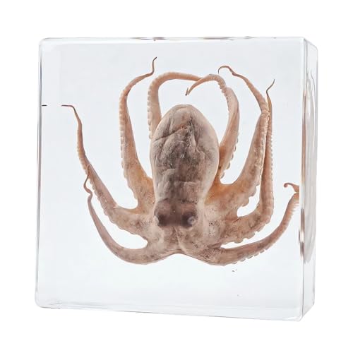 Taxidermy Octopus, Real Oceans Octopus Specimen in Resin Preserved, Clear Acrylic Sealed for Closer-Look & Study, Science Educational Classroom Specimen, Unique Amazing Great Gift (3x3x1-inch) - size: Medium