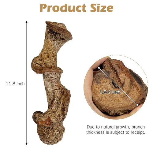 Reptile Climbing Decor 1.8-2.2" Thick Wood Branches Snake Habitat Decorations Terrarium Wooden Tree Trunk Ornament for Bearded Dragon Lizard Geckos Chameleon Frog (11.8 inches) - size: 11.8 inches (2 Pack)