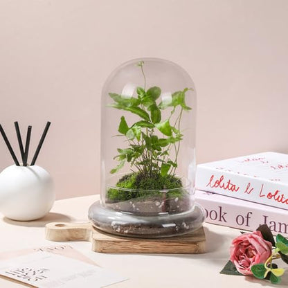 WHJY 8 inches Glass Cloche for Indoor Plants Small Terrarium Glass Cloche with Base Mini Cloche Dome with Base for Display Home Decor - size: 8"