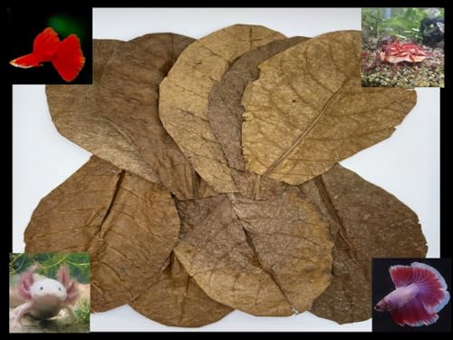 Critters Direct Indian Almond Leaves (Catappa); Qty-20; 7-9"; Rich in Tannin for Healthier Beta, Fish, Shrimp, Axolotls; Balances/Lowers pH; Natural Food Source and Hides for Fish and Microfauna
