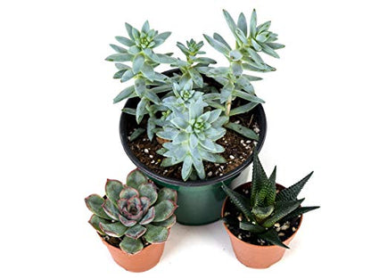 Josh's Frogs Desert Plant Kits for Arid Bioactive Terrariums (Extra Small) - size: Extra Small