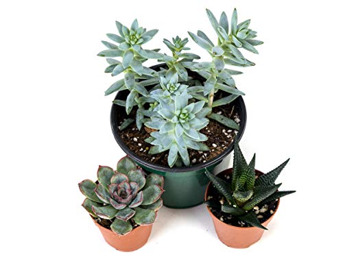 Josh's Frogs Desert Plant Kits for Arid Bioactive Terrariums (Extra Small) - size: Extra Small