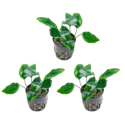 Anubias Live Aquarium Plants - Potted Freshwater Plant for Fish Tanks, Terrariums - Beginner Friendly Low Light (Nana, 3 Pots) - color: Nana, size: 3 Pots