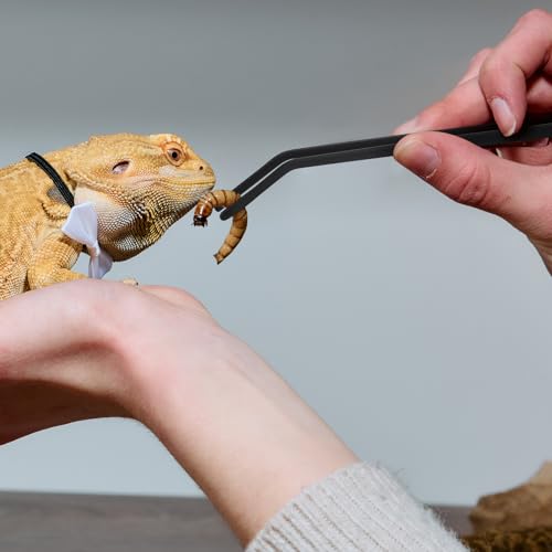 Geyoga Bearded Dragon Feeder with Suction Cups and 2 Tweezers Chameleon Bug Bowl Bug Feeder for Bearded Dragon Acrylic Reptile Feeding Box Tank and Aquarium Accessories for Lizard Gecko Frog(Black) - color: Black