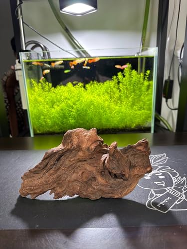 AWXZOM 4pcs 5-6inch Natural Driftwood for Aquarium Driftwood Pieces Small Aquarium Driftwood for Reptile Fish Wood Decor