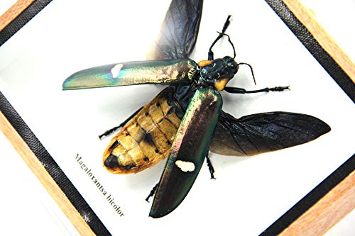 Jewel Beetle Mounts Insect Animals Taxidermy in Framed (Magaloxantsa Bilocor(Open Wings) - style: Magaloxantsa Bilocor(open wings