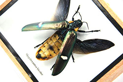 Jewel Beetle Mounts Insect Animals Taxidermy in Framed (Magaloxantsa Bilocor(Open Wings) - style: Magaloxantsa Bilocor(open wings