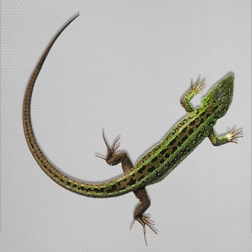 Reptile Terrarium Carpet EVA Mat Soft Breathable Flooring for Snake Tortoise Lizard Bearded Dragon Tank Bedding Liner with Tailored Gray