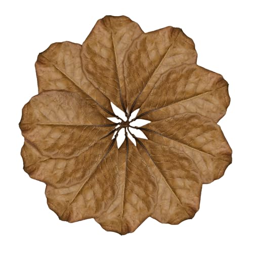 SunGrow Leaf Litter for Snakes, 10 Pcs Medium Indian Almond Catappa Leaves Substrate Maintain Humidity in Corn Snake and Ball Python Terrarium, 4-7 Inches, Reptile Tank Decor Accessories