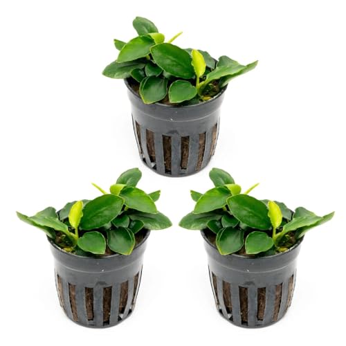 Anubias Live Aquarium Plants - Potted Freshwater Plant for Fish Tanks, Terrariums - Beginner Friendly Low Light (Nana Long Wavy, 3 Pots) - color: Nana Long Wavy, size: 3 Pots