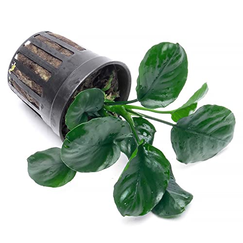 Anubias Live Aquarium Plants - Potted Freshwater Plant for Fish Tanks, Terrariums - Beginner Friendly Low Light (Barteri Round Leaf, 3 Pots) - color: Golden Coin, size: 3 Pots