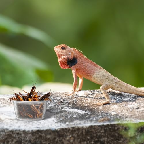 1200PCS 0.5oz Gecko Food Cups | Durable Plastic Leak-Proof Reptile Feeder Cups - for Geckos, Lizards & Small Pets | Multi-Purpose for Terrarium Daily Feeding(0.5oz) - size: 1200PCS