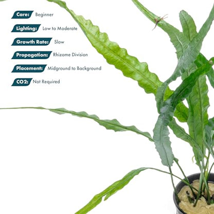 Java Fern Live Aquarium Plants - Potted Freshwater Plant for Fish Tanks - Beginner Friendly, Low Light (Needle Leaf, 3 Pots) - color: Needle Leaf, size: Pot - 3 Count