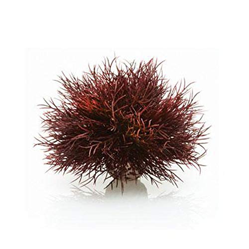 Sea Lily Crimson - color: Crimson, size: 1 Count (Pack of 1)