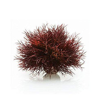 Sea Lily Crimson - color: Crimson, size: 1 Count (Pack of 1)
