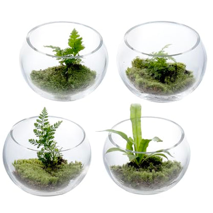 MyGift Premium Hotel Series 5 Inch Round Clear Glass Air Plant Terrariums, Mini Candy Bowl Jars, Tealight Candle Holders, Succulent Cactus Vases, Set of 4 - size: Set of 4 (Round)