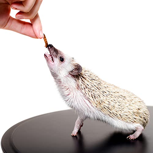 Bug Blend - Healthy High-Protein Dried Insect Treat - Crickets, Mealworms, Grasshoppers - Sugar Gliders, Hedgehogs, Squirrels, Chickens, Skunks, Opossums, Marmosets, Parrots, Birds (1.71 oz.) - size: 1.7 Ounce (Pack of 1)