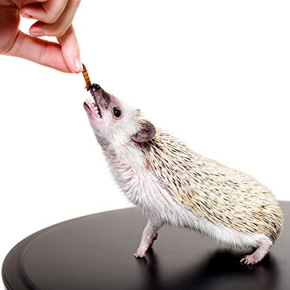 Bug Blend - Healthy High-Protein Dried Insect Treat - Crickets, Mealworms, Grasshoppers - Sugar Gliders, Hedgehogs, Squirrels, Chickens, Skunks, Opossums, Marmosets, Parrots, Birds (1.71 oz.) - size: 1.7 Ounce (Pack of 1)