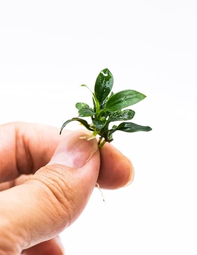 Anubias Nana Pangolino - Live Aquarium Plant, Perfect for Nano Tanks, Terrariums, Easy Maintenance, Freshwater Aquascaping (1)