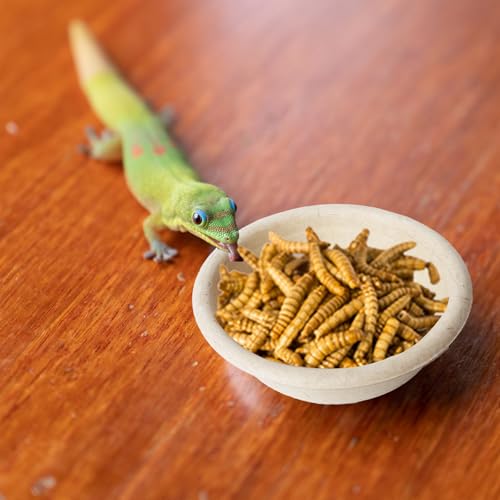 Klmnop 300 Pack 1oz Paper Gecko Food Cups, Reptile Feeding Dish, Food Bowl Ledge Accessories for Crested Gecko Reptiles Pets(Natural)