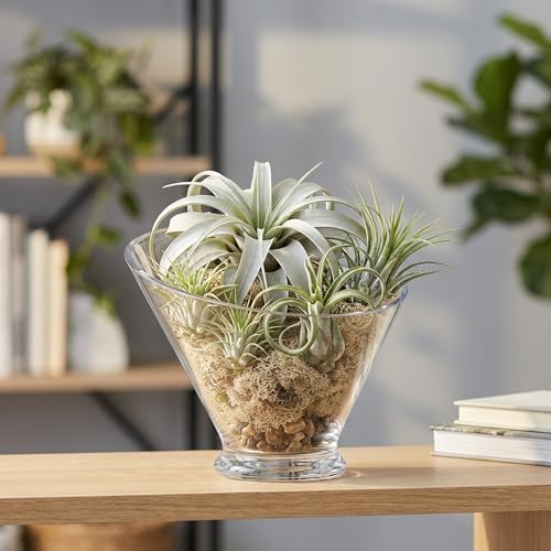 WGVI Slant Cut Calyx Glass Vase, Width 7.25", Height 6.25", Clear Terrarium, Candy Dish, Fruit Jar, Floral Container for Wedding Party Event, Home Office Decor, 1 Piece - size: Slant Cut 6.25"H