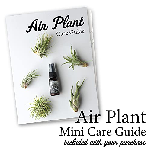 Cute Farms Tillandsia Air Plant Fertilizer | Gentle Weekly Use Formula Plant Food | Formulated Nutrients for Air Plants (4 oz. Spray Bottle) - size: 4 oz. Spray Bottle