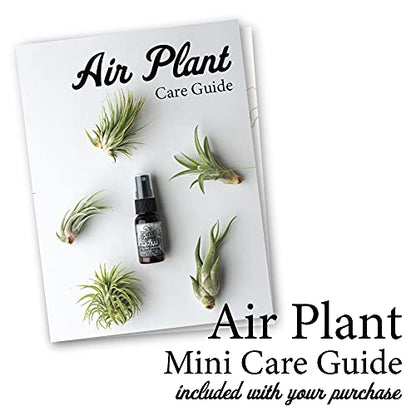 Cute Farms Tillandsia Air Plant Fertilizer | Gentle Weekly Use Formula Plant Food | Formulated Nutrients for Air Plants (4 oz. Spray Bottle) - size: 4 oz. Spray Bottle