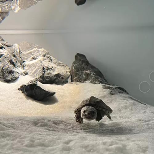 Aquarium Sand, 20lbs White Fish Tank Sand, Aquarium Gravel Substrate | for Aquascaping, Vivariums, Terrariums, Plants and Crafts - color: White, size: 20 lbs