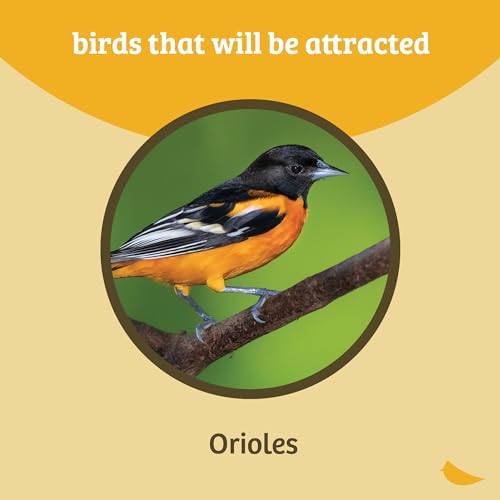 Birds Choice Flower-Shaped Oriole Feeder for Jelly & Oranges | 3oz, Orange | Removable Cup and Fruit Pegs with Heart Ornament, Sturdy for Garden and Backyard, Orange Finish - style: Flower