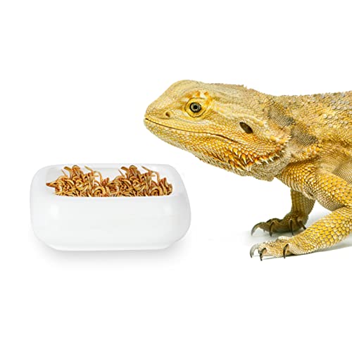 Ceramic Reptile Food Bowls, Reptile Water Food Dish (White, Medium-1Pack)