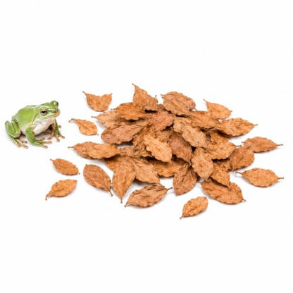 SunGrow Dwarf Frog Mini Catappa Leaves (50 Pc) - Tannin Helps Remove Ammonia, Lower pH - Leaf Litter Indian Almond Leaves, Aquarium Water Treatment, Decor Accessories