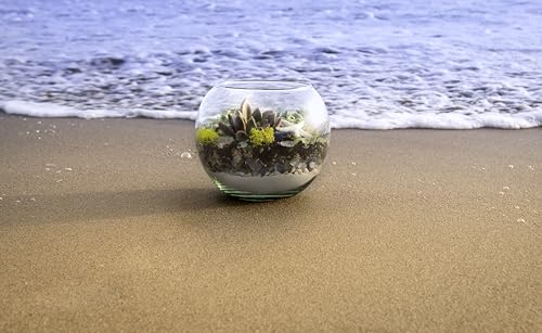 SuperMoss (90422) Beach Terrarium DIY Kit – Create Stunning Nature-Inspired Mini Gardens – Perfect for Home Decor, Office Gifts, and Plant Lovers, Appx 4 Oz