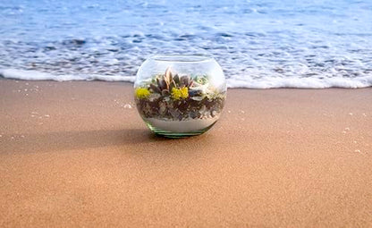 SuperMoss (90422) Beach Terrarium DIY Kit – Create Stunning Nature-Inspired Mini Gardens – Perfect for Home Decor, Office Gifts, and Plant Lovers, Appx 4 Oz