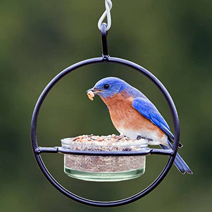Hummble Hanging Glass Bluebird Mealworm Feeder for Wild Birds, High Protein Feeder for Bluebirds, Decorative Outdoor Feeder, Easy Fill and Clean 3.4 oz