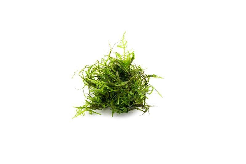 Live Aquarium Plants on Driftwood, Lava Rock, Moss, Fiber Mat - Freshwater Fish Tanks - Easy, Beginner Friendly (Peacock Moss, (Large Cup)) - color: Peacock - Large Cup, size: 1 Pack