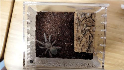 Insect breeding Box Reptile Feeding Box, Waterproof Enclosure Enclosure for arboreal Tarantula Scorpion Sling Lizards Snake Gecko Jumping Spider Snail Isopods (3.9 * 3.3 * 2.3inch)